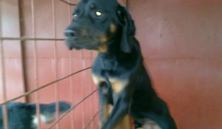 8. fotografia fotogalérie Slovenský kopov