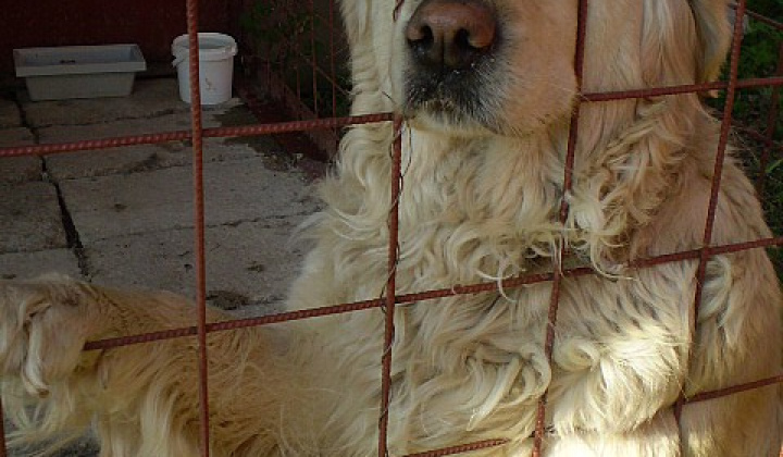 1. fotografia fotogalérie Biely labrador