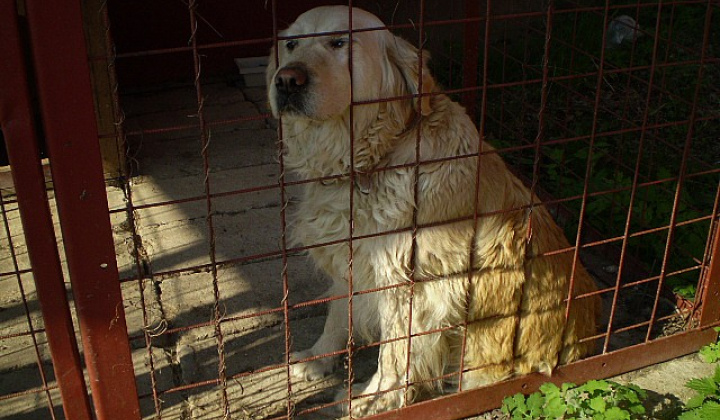 2. fotografia fotogalérie Biely labrador
