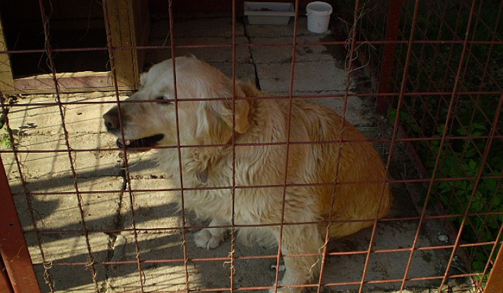 3. fotografia fotogalérie Biely labrador