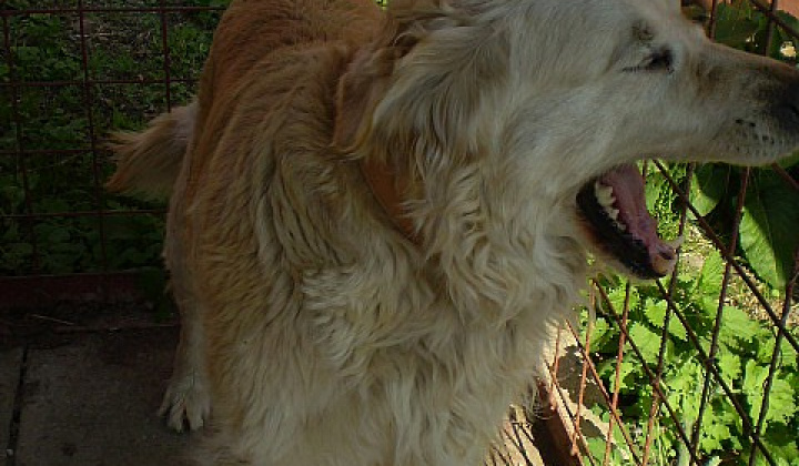 4. fotografia fotogalérie Biely labrador
