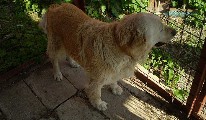 5. fotografia fotogalérie Biely labrador