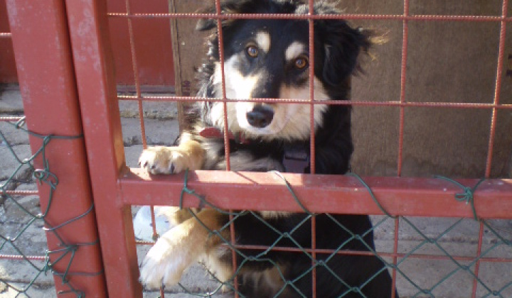 1. fotografia fotogalérie Našiel sa milí psík