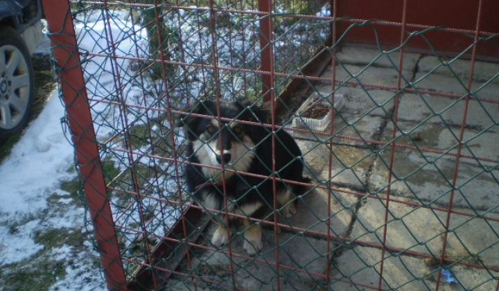 2. fotografia fotogalérie Našiel sa milí psík