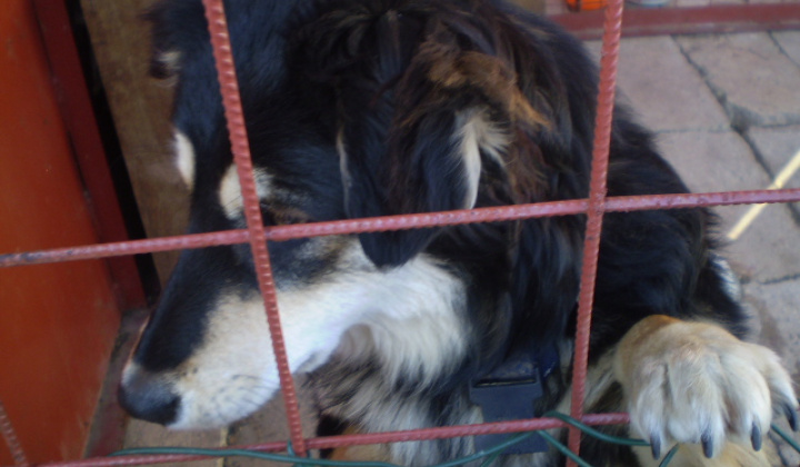 3. fotografia fotogalérie Našiel sa milí psík