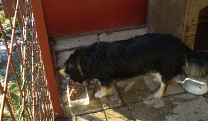 4. fotografia fotogalérie Našiel sa milí psík