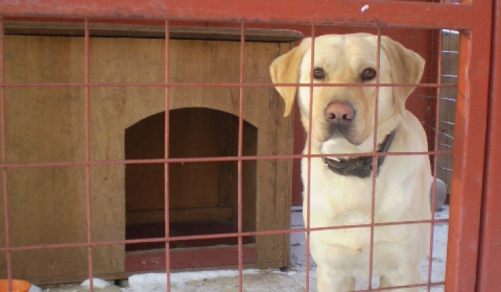 1. fotografia fotogalérie Našiel sa pes