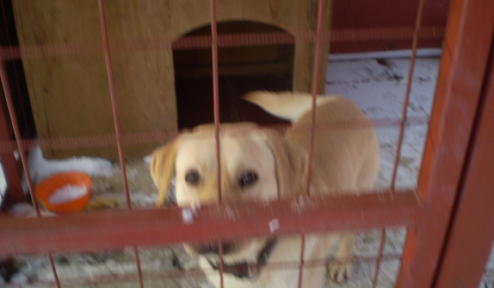 2. fotografia fotogalérie Našiel sa pes