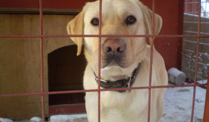 3. fotografia fotogalérie Našiel sa pes