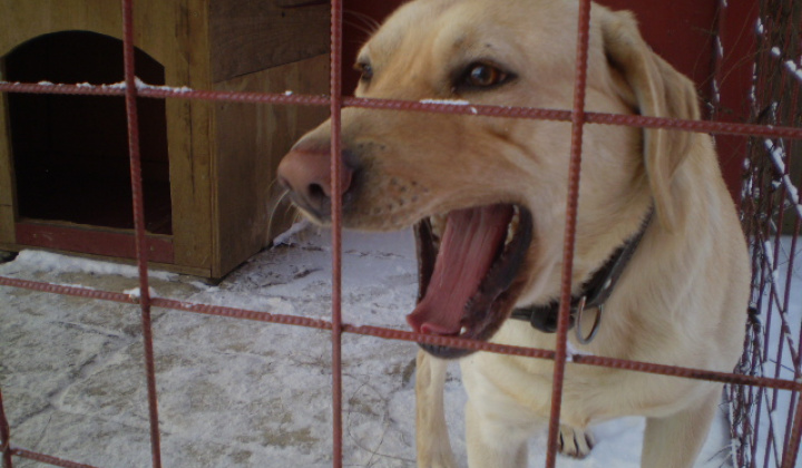 4. fotografia fotogalérie Našiel sa pes