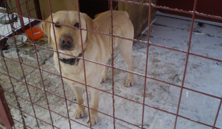 5. fotografia fotogalérie Našiel sa pes