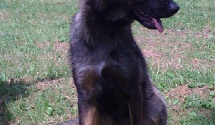 1. fotografia fotogalérie Sučka nemeckého ovčiaka