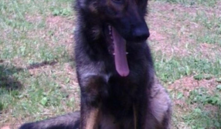 2. fotografia fotogalérie Sučka nemeckého ovčiaka