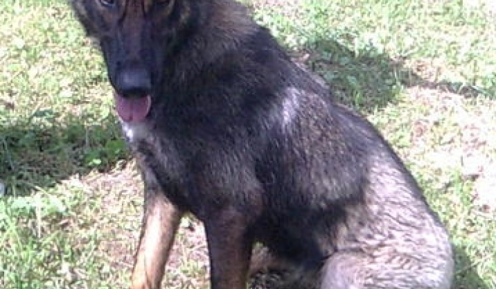 3. fotografia fotogalérie Sučka nemeckého ovčiaka