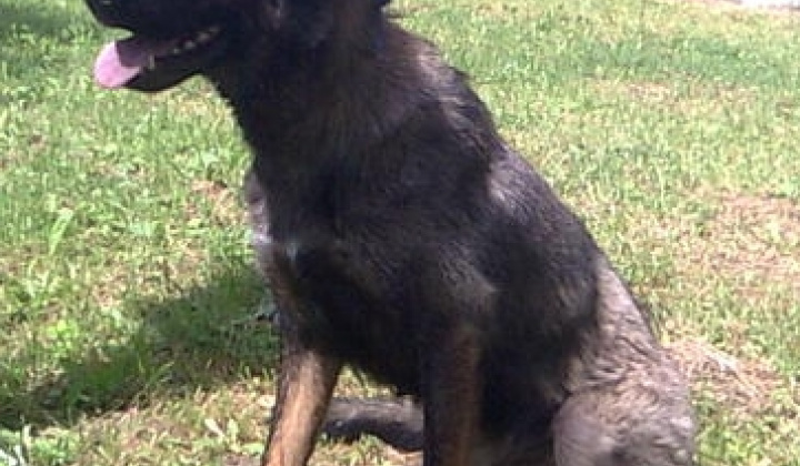 4. fotografia fotogalérie Sučka nemeckého ovčiaka