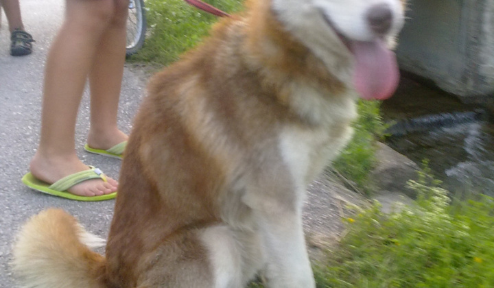 1. fotografia fotogalérie Haski