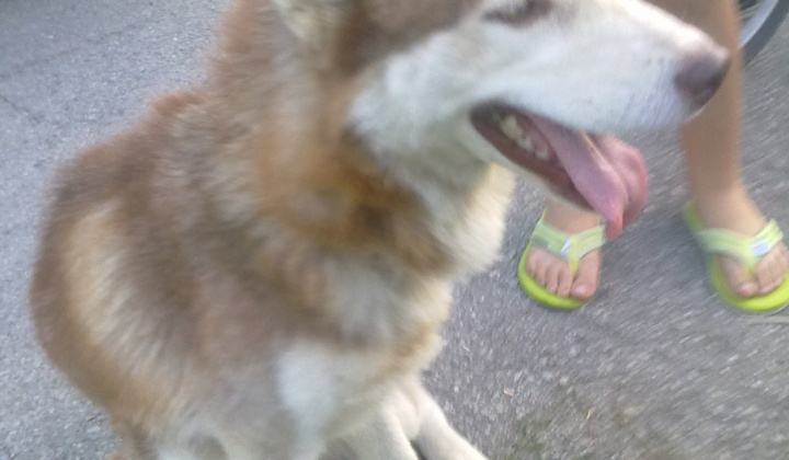 2. fotografia fotogalérie Haski