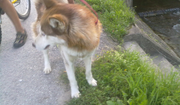 3. fotografia fotogalérie Haski