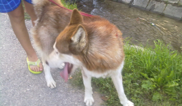 4. fotografia fotogalérie Haski