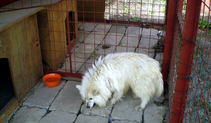 1. fotografia fotogalérie Biely špic