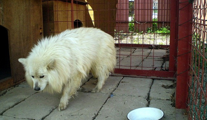 2. fotografia fotogalérie Biely špic