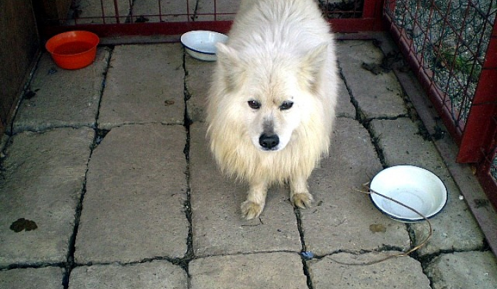 3. fotografia fotogalérie Biely špic