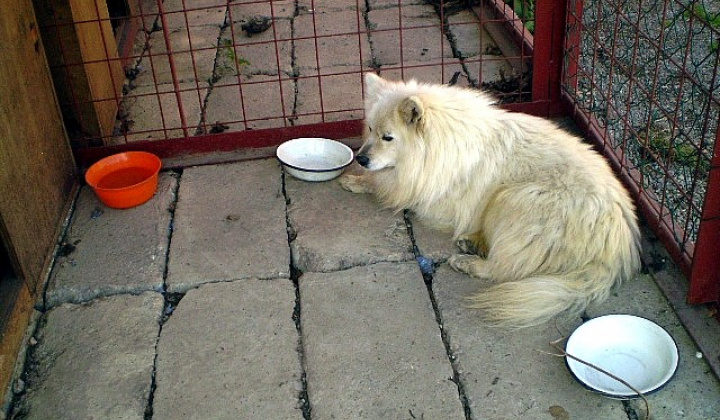 4. fotografia fotogalérie Biely špic