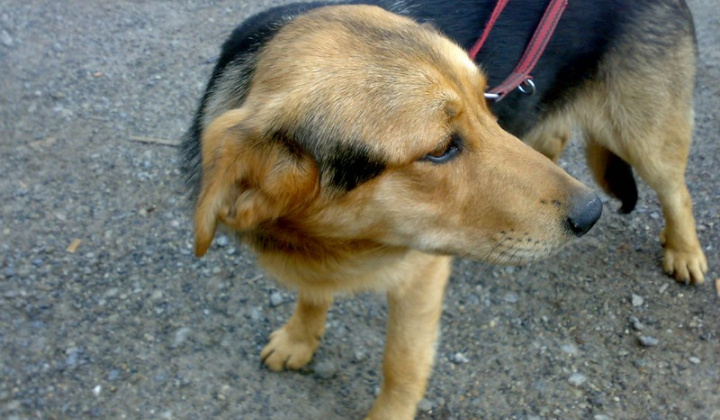 1. fotografia fotogalérie Kríženec vlčiaka