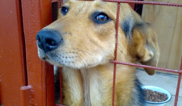 2. fotografia fotogalérie Kríženec vlčiaka