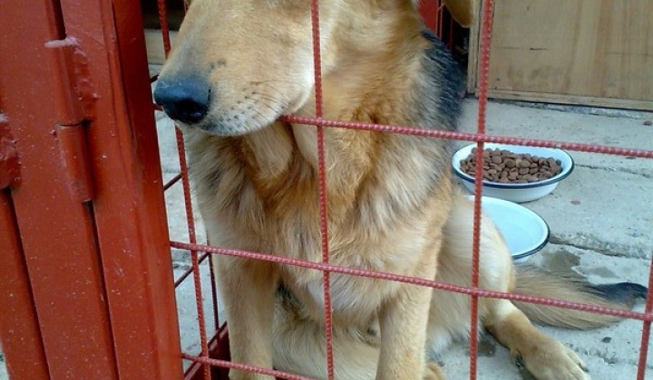 3. fotografia fotogalérie Kríženec vlčiaka