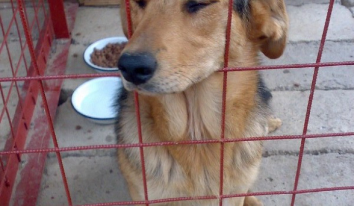 4. fotografia fotogalérie Kríženec vlčiaka