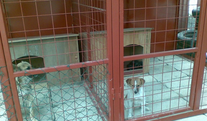 1. fotografia fotogalérie Biely psík so škrnami