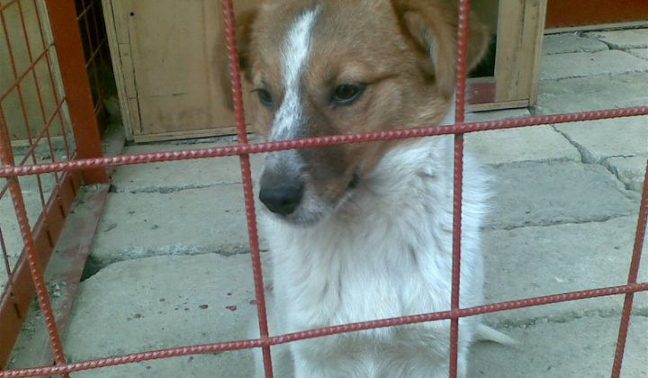 2. fotografia fotogalérie Biely psík so škrnami