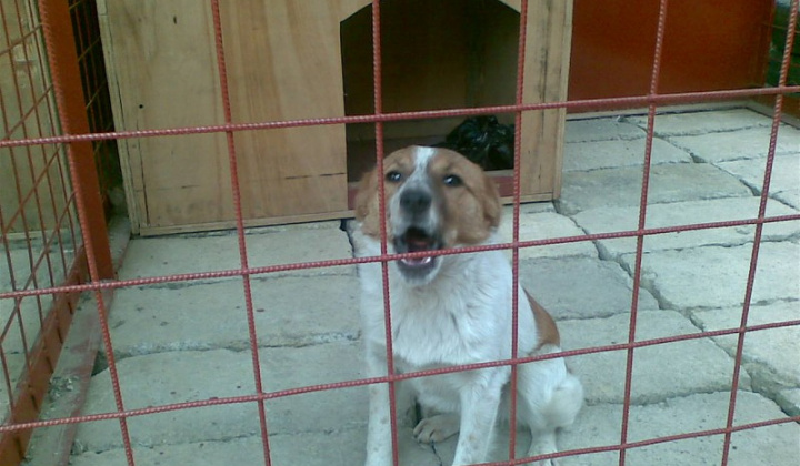 3. fotografia fotogalérie Biely psík so škrnami