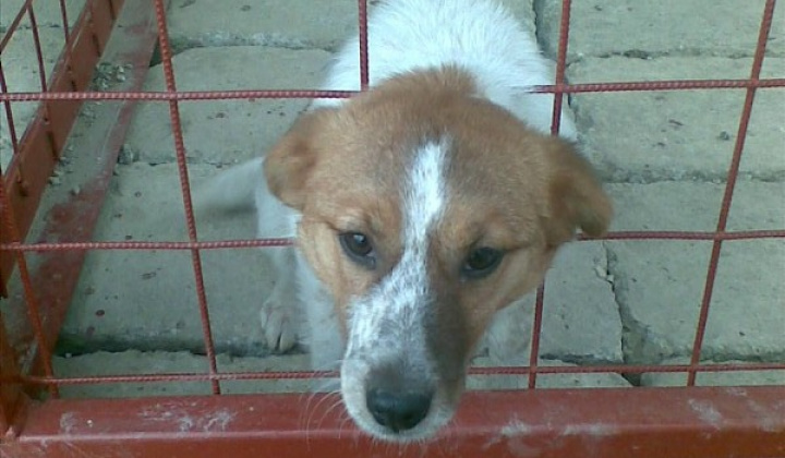 4. fotografia fotogalérie Biely psík so škrnami