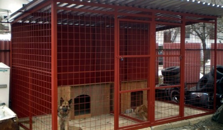 1. fotografia fotogalérie Biely psík so škrnami