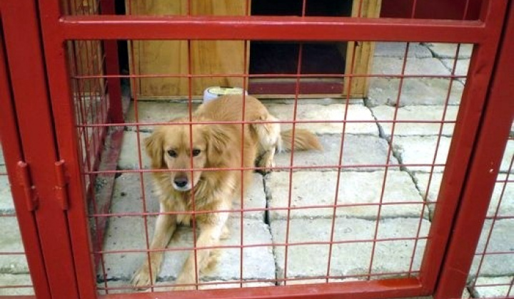 2. fotografia fotogalérie Biely psík so škrnami