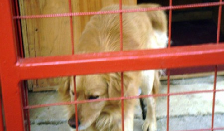 3. fotografia fotogalérie Biely psík so škrnami