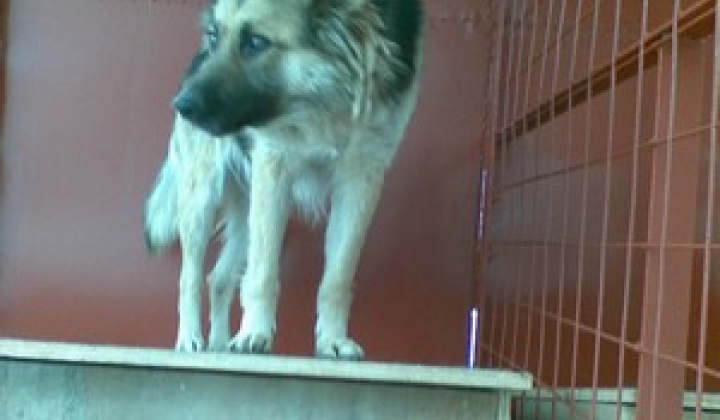 1. fotografia fotogalérie Kríženec vlčiaka