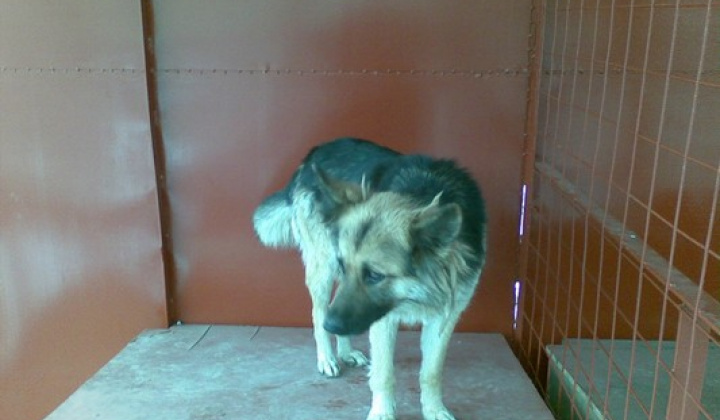 2. fotografia fotogalérie Kríženec vlčiaka