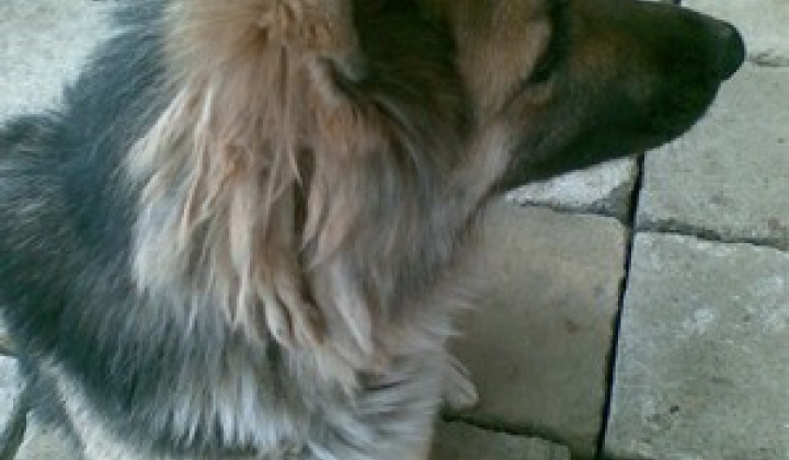 3. fotografia fotogalérie Kríženec vlčiaka