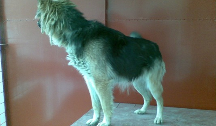 4. fotografia fotogalérie Kríženec vlčiaka