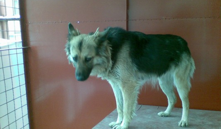 5. fotografia fotogalérie Kríženec vlčiaka