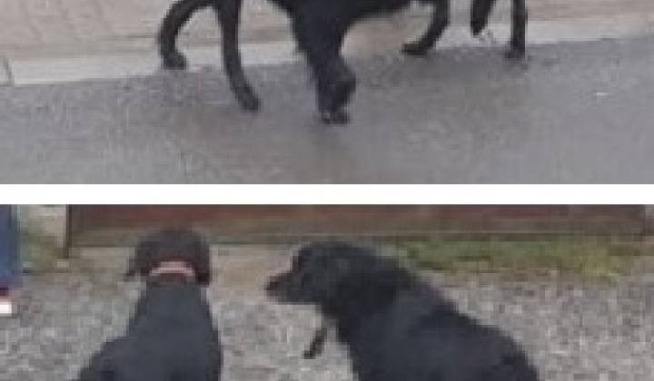 1. fotografia fotogalérie Psia karanténa / Pohybujúce sa psy v obci Obišovce. - foto