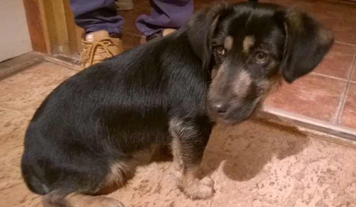 1. fotografia fotogalérie Psia karanténa / Našiel sa psík na „Močiaroch“ - foto