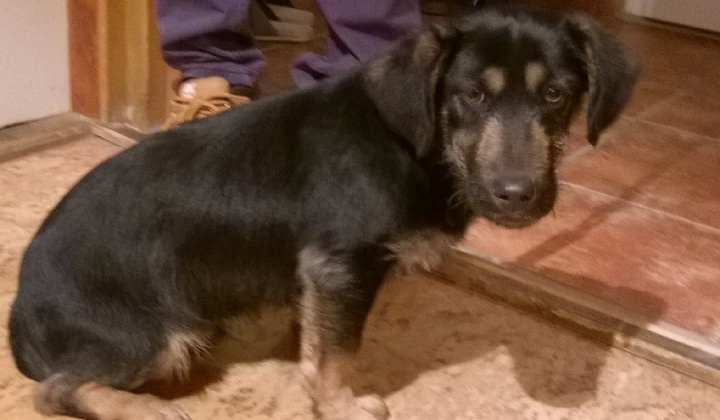 2. fotografia fotogalérie Psia karanténa / Našiel sa psík na „Močiaroch“ - foto