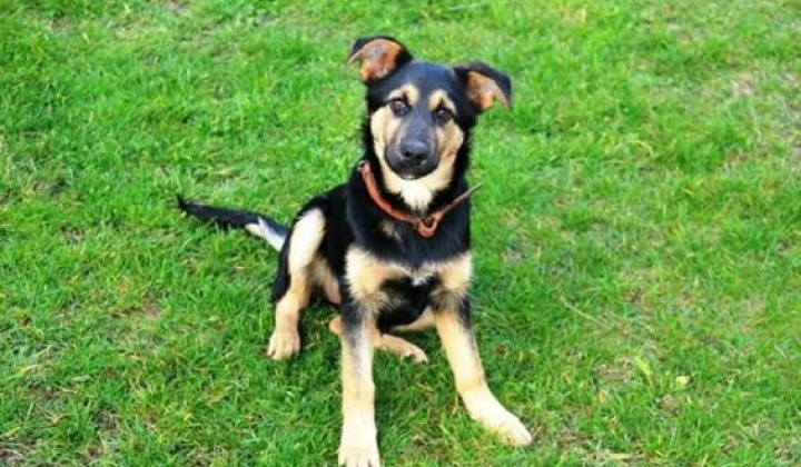 1. fotografia fotogalérie Psia karanténa / Krásna sučka - foto