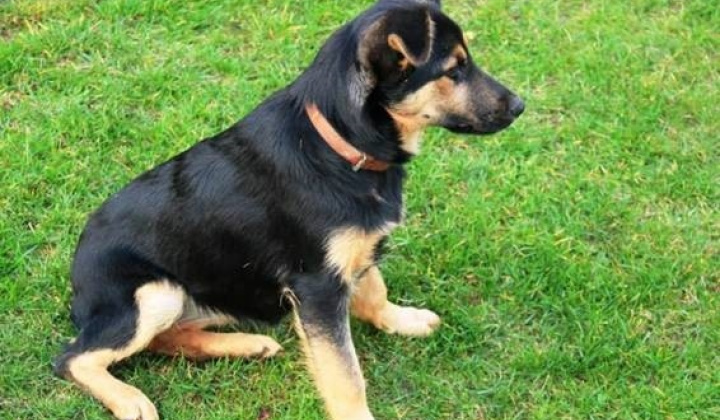 2. fotografia fotogalérie Psia karanténa / Krásna sučka - foto