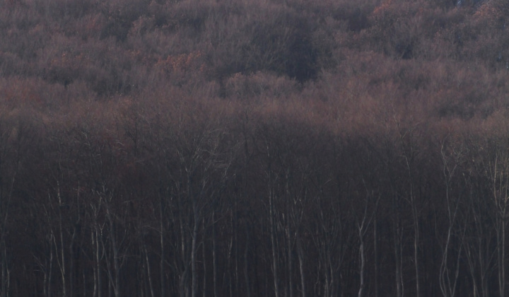 3. fotografia fotogalérie Šport / Beh na hrad