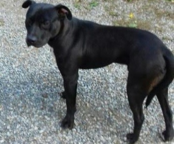 Psia karanténa / Našlo sa čierne šteňa
